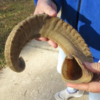 24-1/2" Sheep Horn 