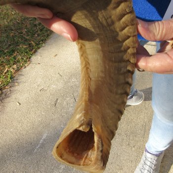 24-1/2" Sheep Horn 