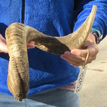25" Sheep Horn 