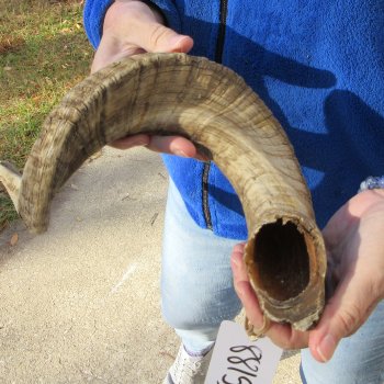 25" Sheep Horn 