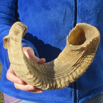 25-1/4" Sheep Horn 