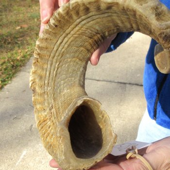 25-1/4" Sheep Horn 