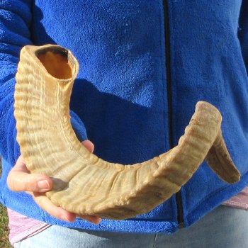 24" Sheep Horn 