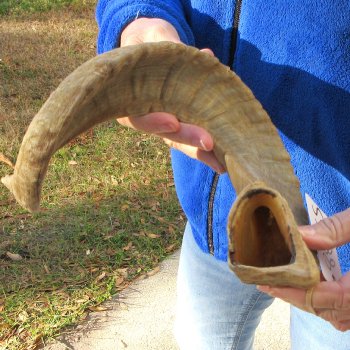 24" Sheep Horn 