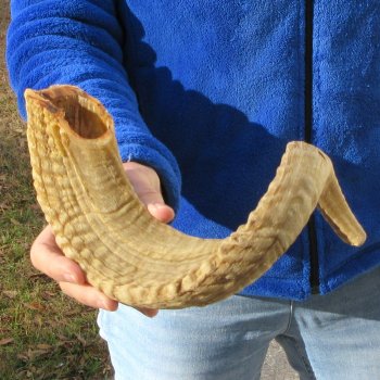 22" Sheep Horn