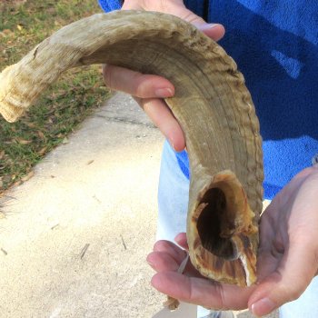 22" Sheep Horn