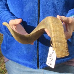 21-1/2" Sheep Horn