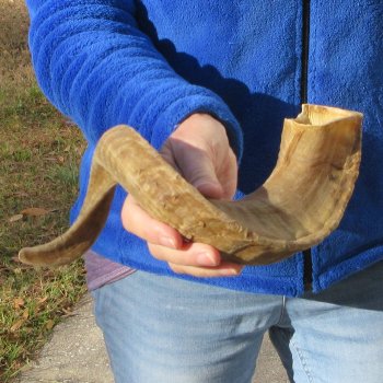 21-1/2" Sheep Horn