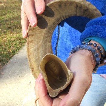21-1/2" Sheep Horn