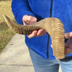 21-3/4" Sheep Horn