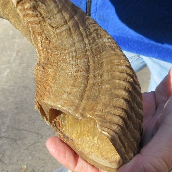 21-3/4" Sheep Horn