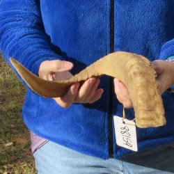 20" Sheep Horn