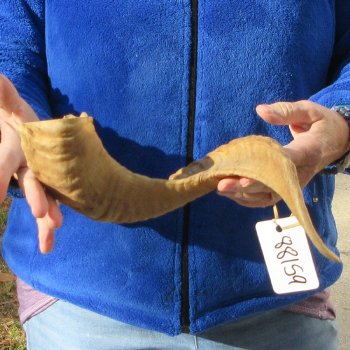 20" Sheep Horn