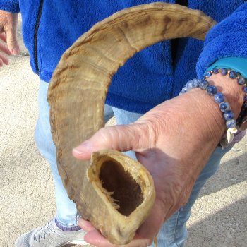 20" Sheep Horn