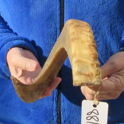 20" Sheep Horn