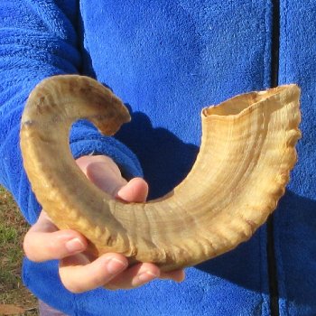 20" Sheep Horn