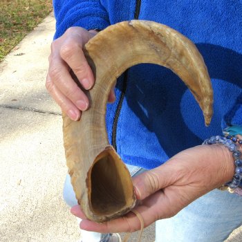 20" Sheep Horn