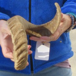 21-1/2" Sheep Horn
