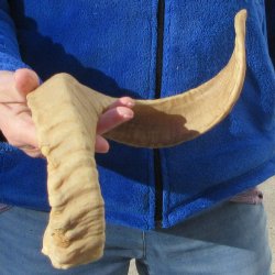 21-3/4" Sheep Horn