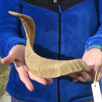 21-3/4" Sheep Horn