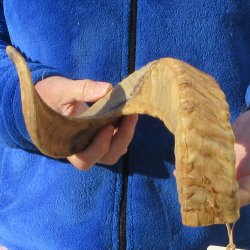 21" Sheep Horn