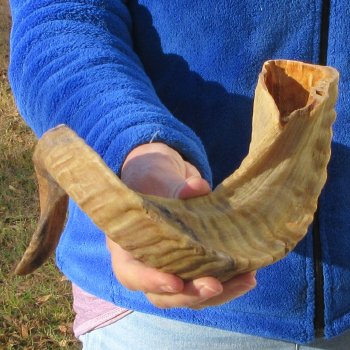 21" Sheep Horn