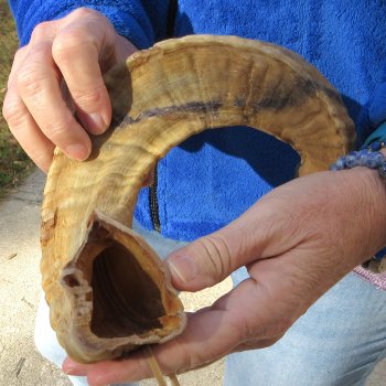 21" Sheep Horn
