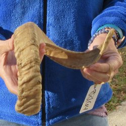 21-1/2" Sheep Horn