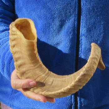 21-1/2" Sheep Horn