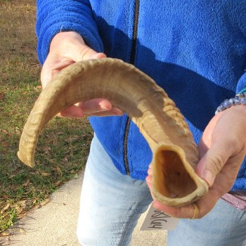 21-1/2" Sheep Horn