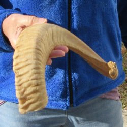 20" Sheep Horn