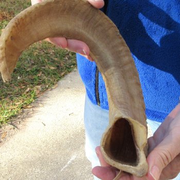 20" Sheep Horn