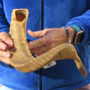 21-3/4" Sheep Horn