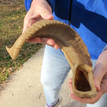 21-3/4" Sheep Horn