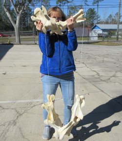 Seven pieces Giraff...