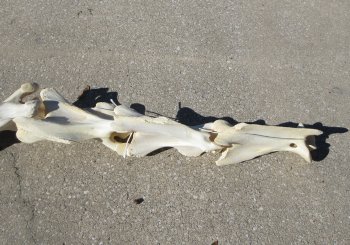 Seven pieces Giraffe Neck Vertebrae Set (Signature Required)