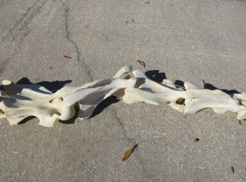 Seven pieces Giraffe Neck Vertebrae Set (Signature Required)