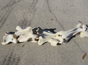 Seven pieces Giraffe Neck Vertebrae Set (Signature Required)