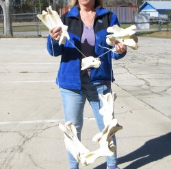 Seven pieces Giraff...