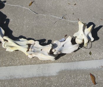 Seven pieces Giraffe Neck Vertebrae Set