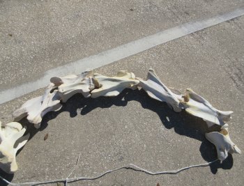 Seven pieces Giraffe Neck Vertebrae Set