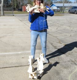 Seven pieces Giraff...