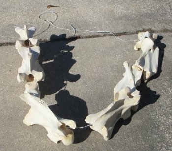 Seven pieces Giraffe Neck Vertebrae Set (Signature Required)