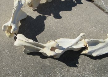 Seven pieces Giraffe Neck Vertebrae Set (Signature Required)