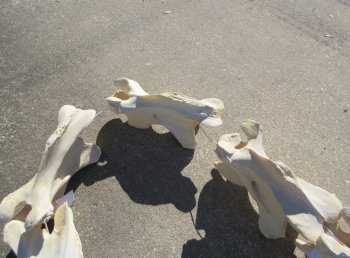 Seven pieces Giraffe Neck Vertebrae Set (Signature Required)