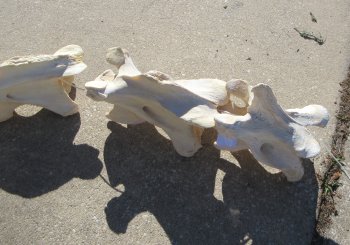 Seven pieces Giraffe Neck Vertebrae Set (Signature Required)