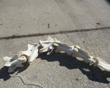 Seven pieces Giraffe Neck Vertebrae Set