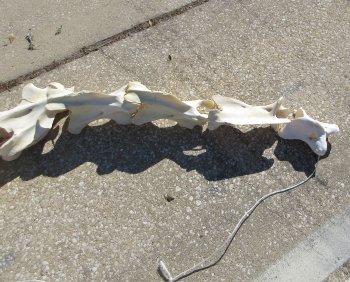 Seven pieces Giraffe Neck Vertebrae Set