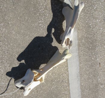 Seven pieces Giraffe Neck Vertebrae Set (Signature Required)