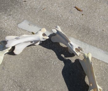 Seven pieces Giraffe Neck Vertebrae Set (Signature Required)